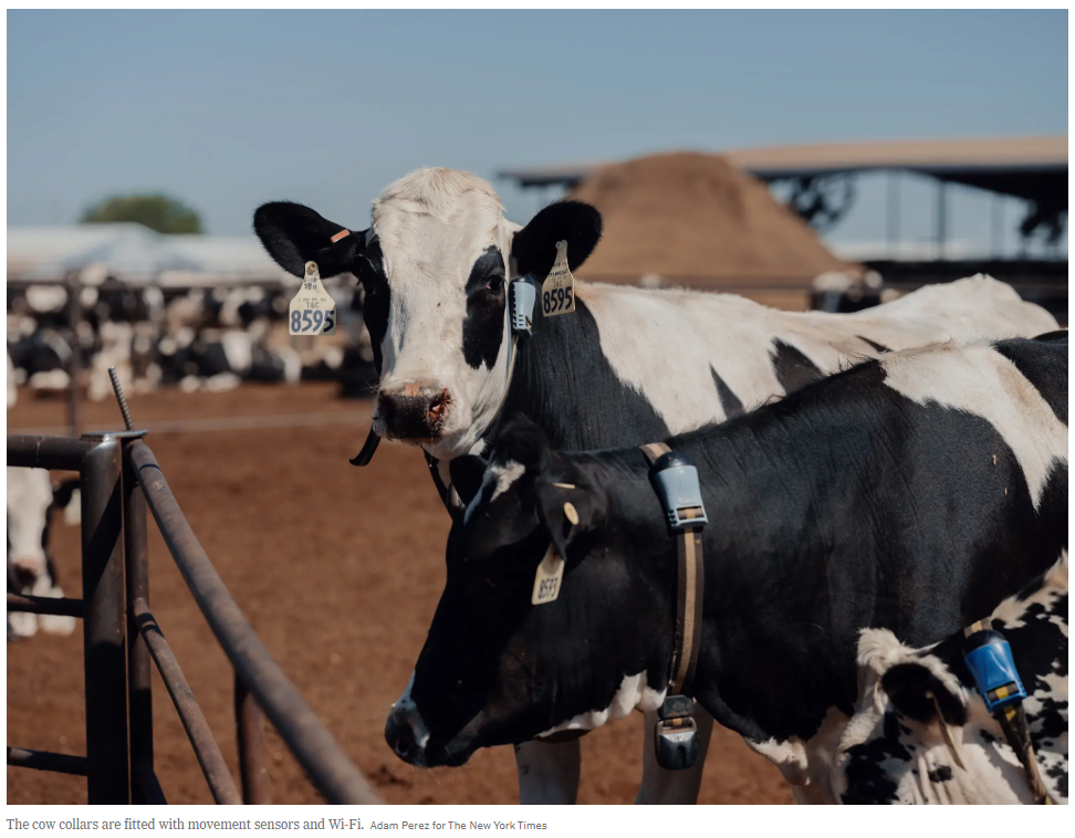 High-tech cow collar