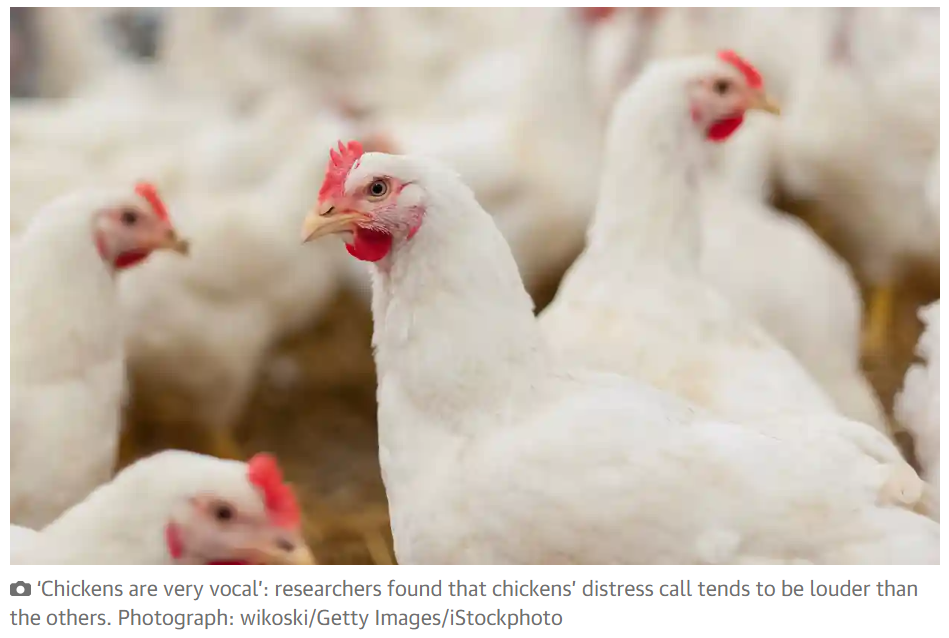 AI chicken welfare monitoring